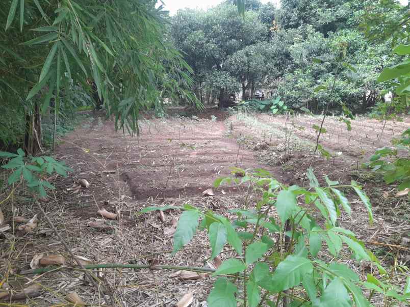 tanah kebun strategis pinggir jln desa