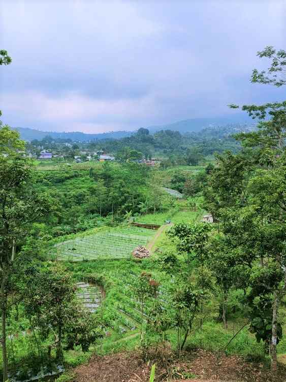 tanah kemuning ngargoyoso