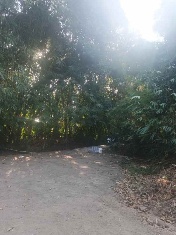tanah luas 1 505 m di bantul harga rp510 juta
