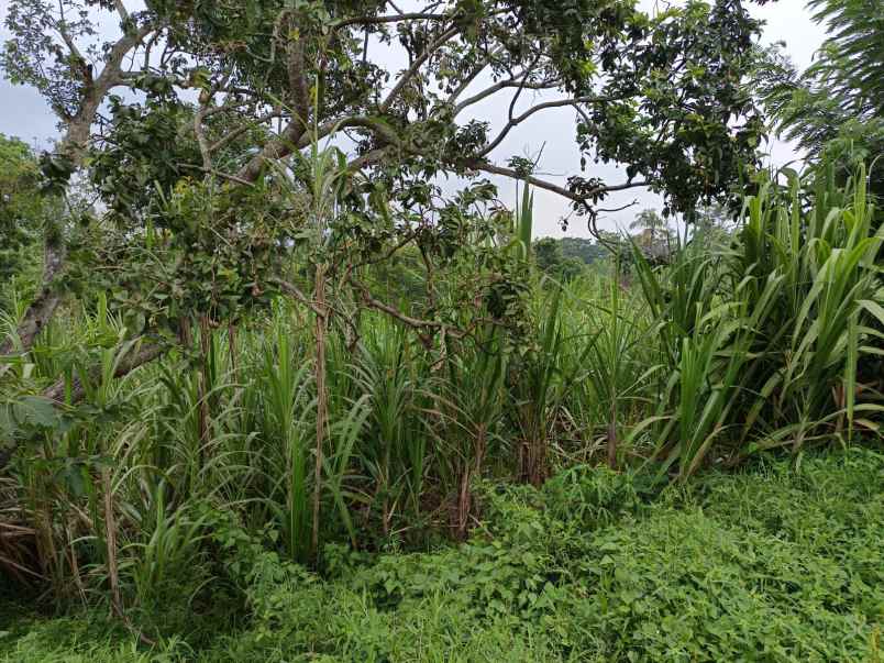 tanah luas murah dan strategis di lang lang kab malang