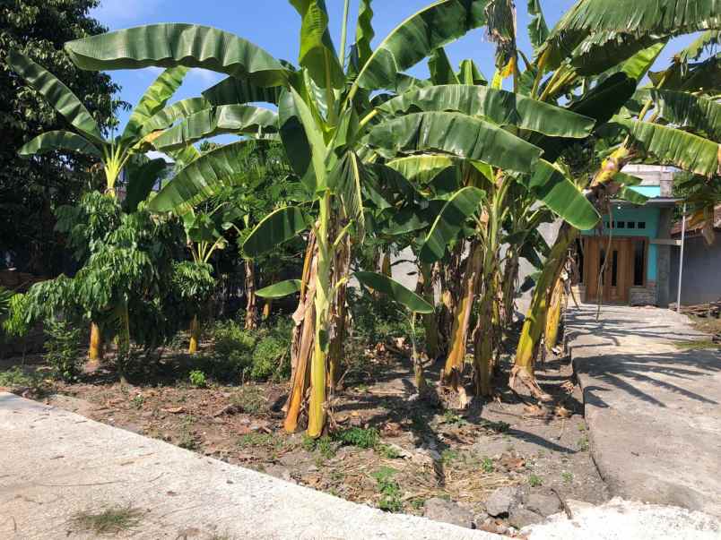 tanah untuk anak sekolah di imogiri bantul