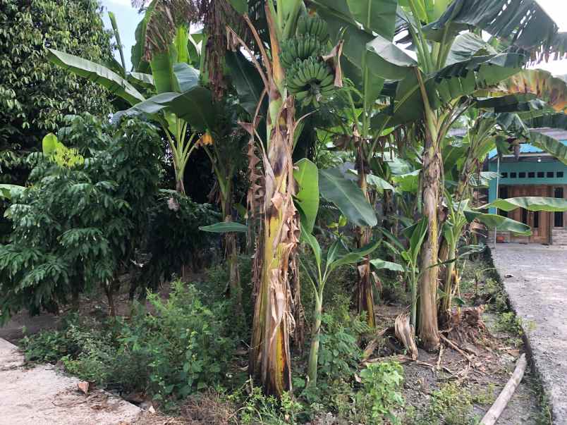 tanah untuk anak sekolah di imogiri bantul