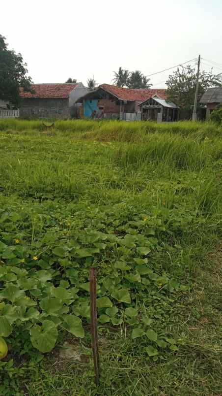 dijual cepat tanah darat di tegal kunir kidul mauk