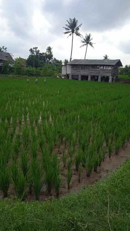 dijual tanah belendung