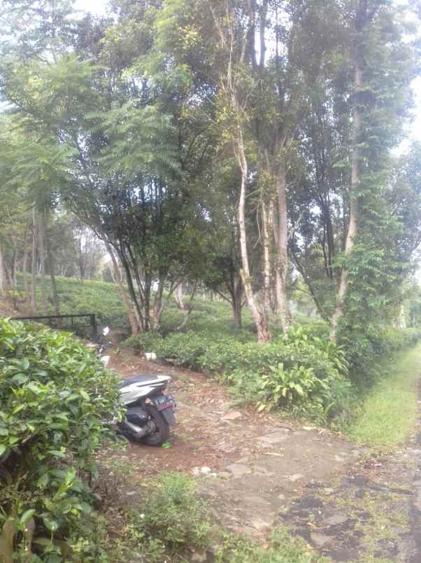 dijual tanah desa cibeber kecamatan