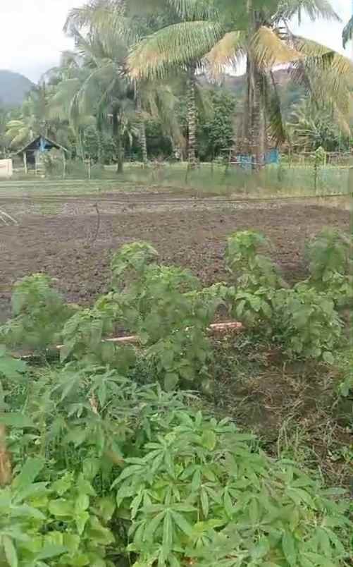 dijual tanah di desa siumbatu kec bahodopi morowali