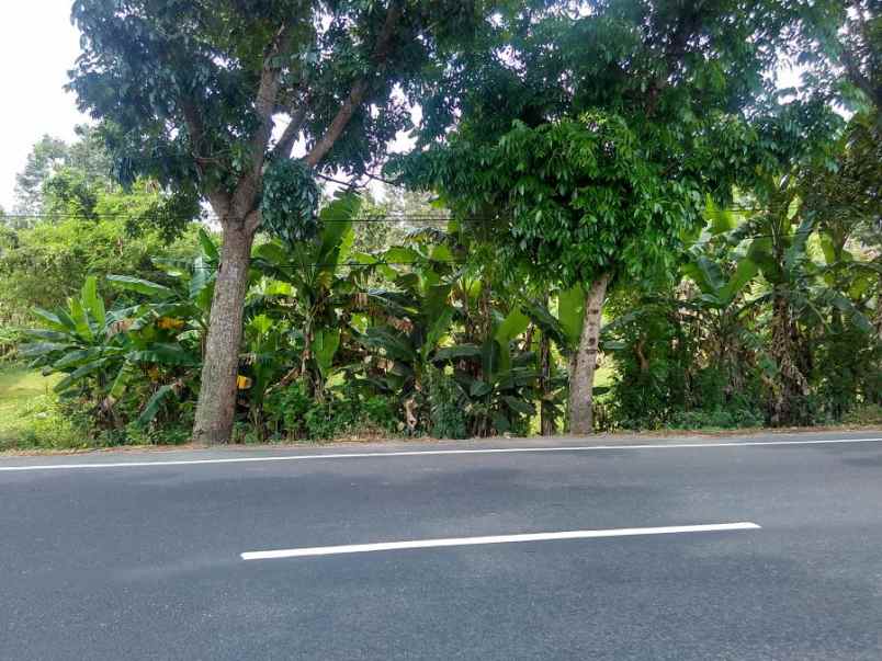 dijual tanah di jalan utama negara denpasar gilimanuk