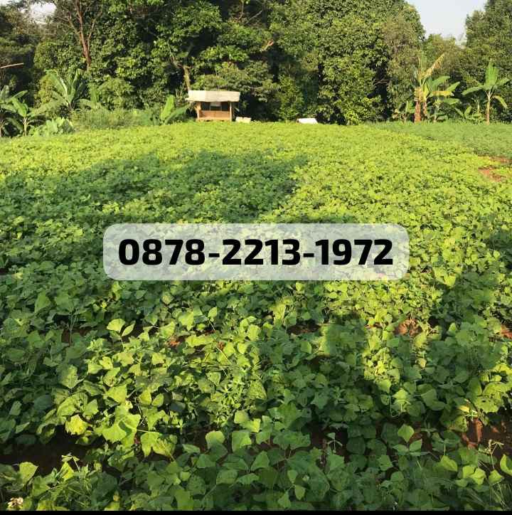 dijual tanah dramaga bogor