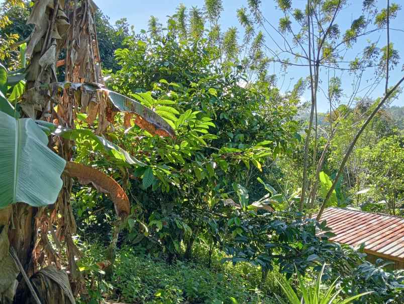 dijual tanah ds sanda kec pupuan