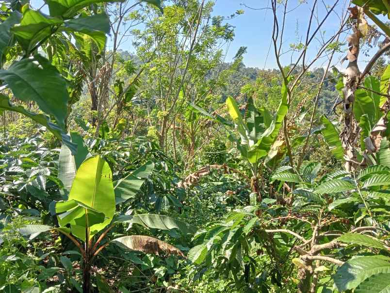 dijual tanah ds sanda kec pupuan