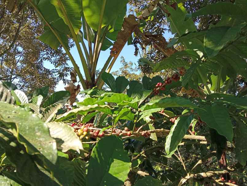 dijual tanah ds sanda kec pupuan