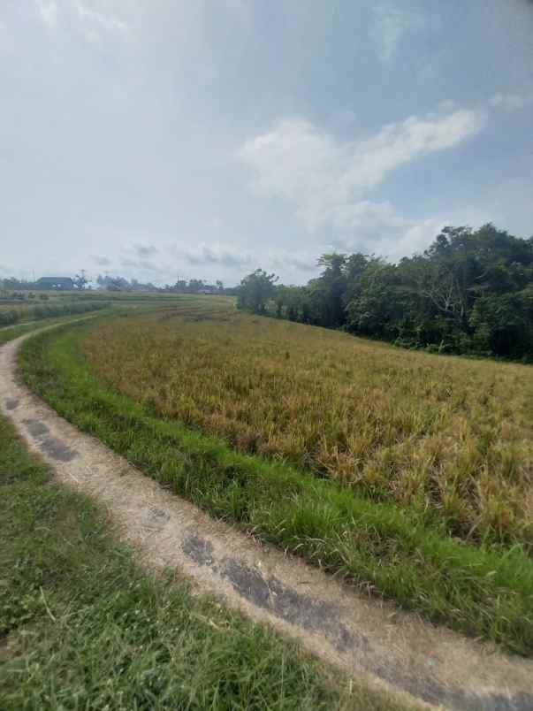 dijual tanah jalan klecung tabanan bali