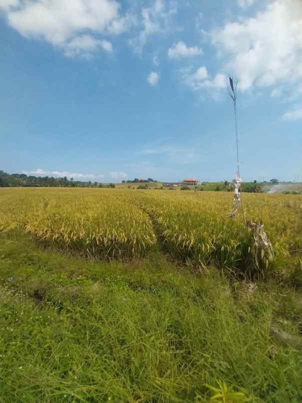 dijual tanah jalan klecung tabanan bali