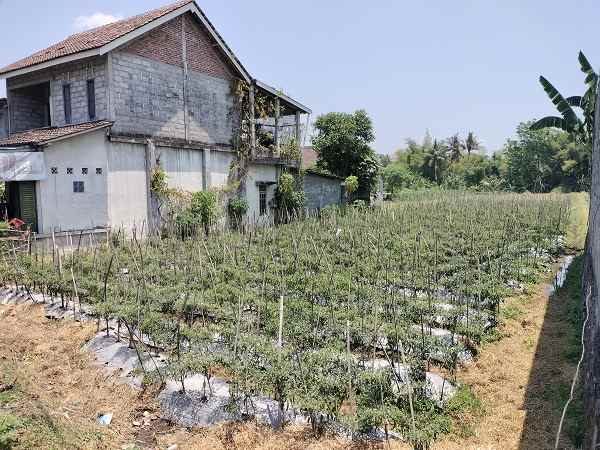 dijual tanah jl nambongan caturharjo