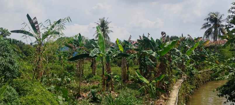 dijual tanah jl nangka gg belong