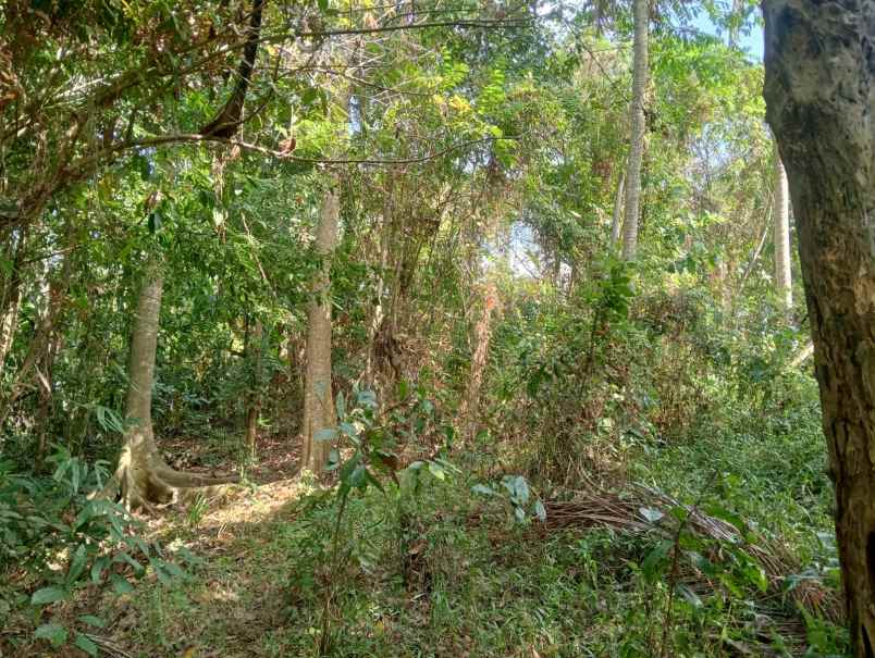 dijual tanah murah cocok untuk usaha besar investasi