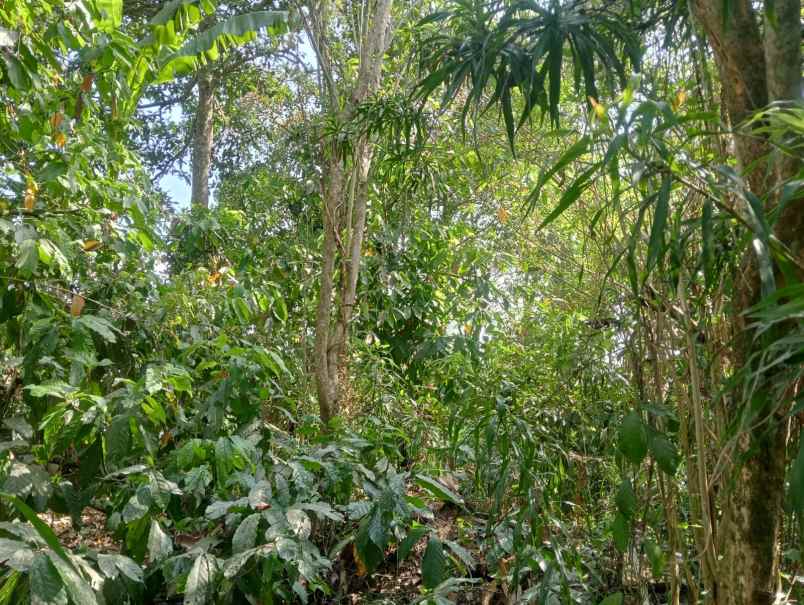 dijual tanah murah cocok untuk usaha besar investasi