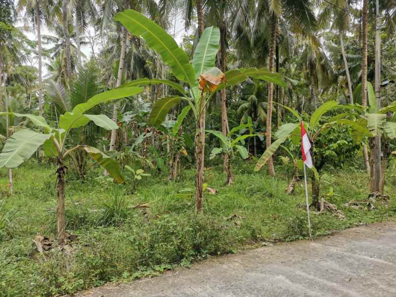 dijual tanah murah di kulonprogo cocok untuk perumahan