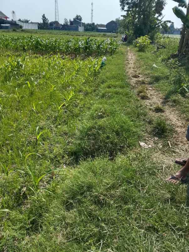 dijual tanah pekarangan murah belakang kiat trucuk