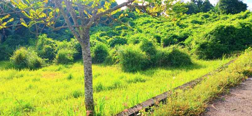 dijual tanah pengambengan negara