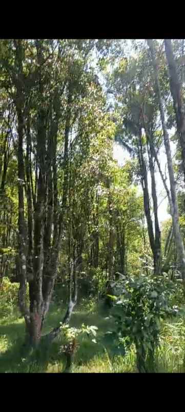 dijual tanah view bagus udara sejuk