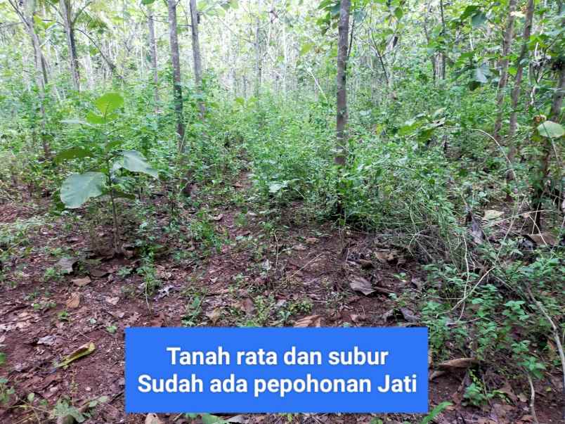 dijual tanah wonosari