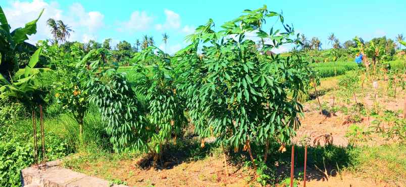 disewakan tanah jalan cekomaria denpasar bali