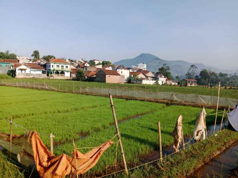 jual cepat tanah sawah cimanggung sumedang