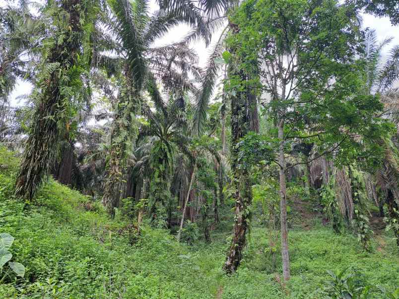 jual kebun sawit di talun kenas 9 2 ha shm o8i3ii6ii4i