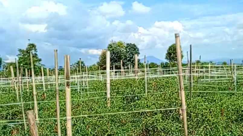 jual tanah di berastagi dolat rayat shm o85i 39i3 29i3