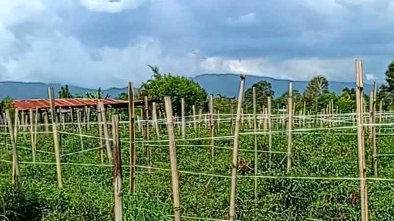 jual tanah di berastagi dolat rayat shm o85i 39i3 29i3