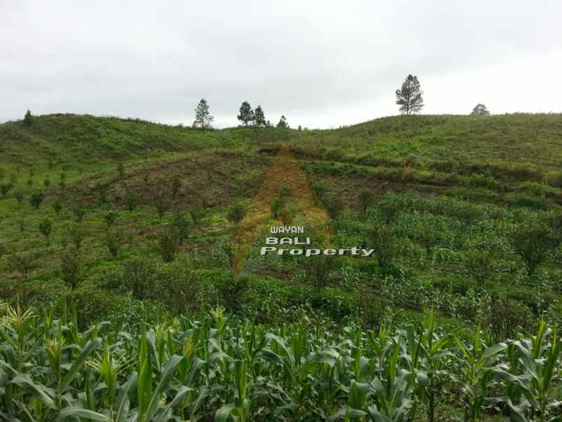 jual tanah puncak siosar medan sumatra utara