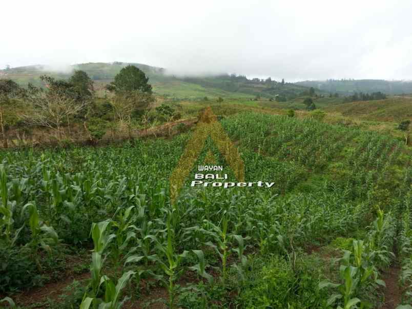 jual tanah puncak siosar medan sumatra utara