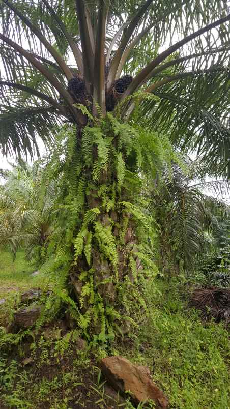 lahan sawit dijual 10 hektar