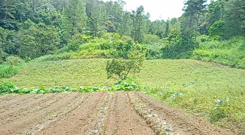 peceren berastagi tanah premium shm 14 236m dijual