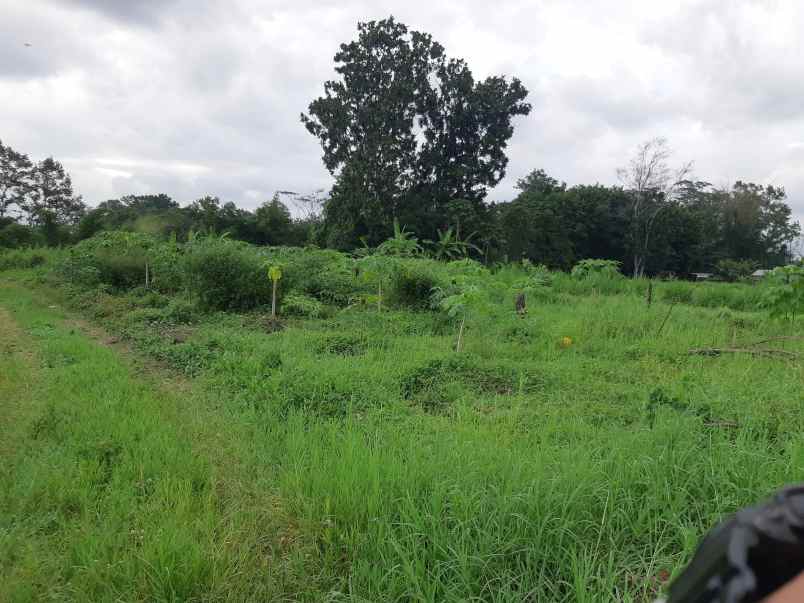 sawah murah dijual di area kalasan