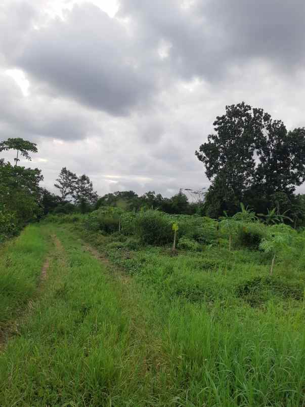 sawah murah dijual di area kalasan