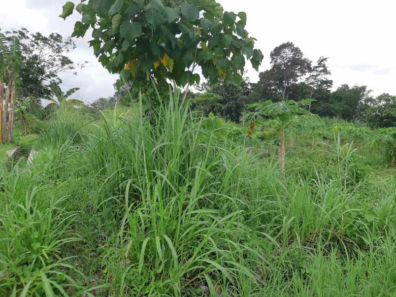 sawah murah dijual di area kalasan