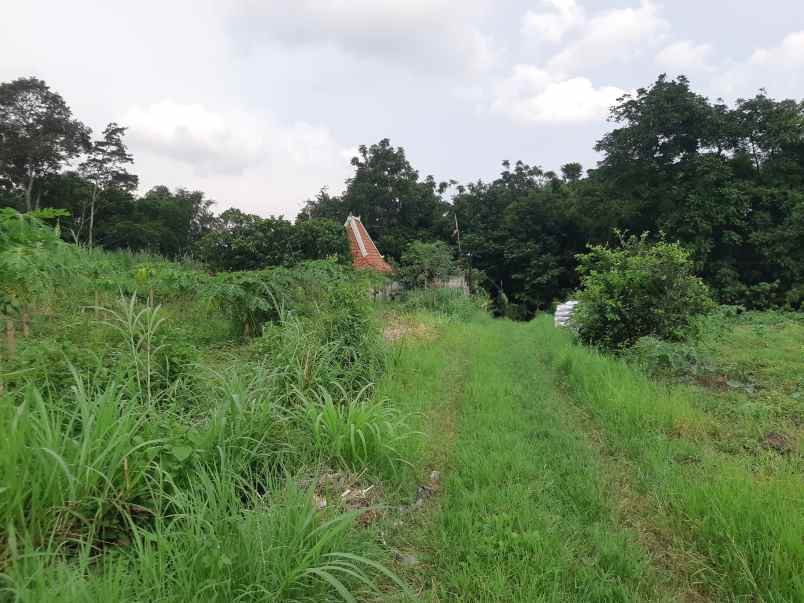 sawah murah dijual di area kalasan