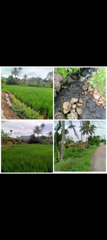 sawah produktif daerah cijambe subang jawa barat