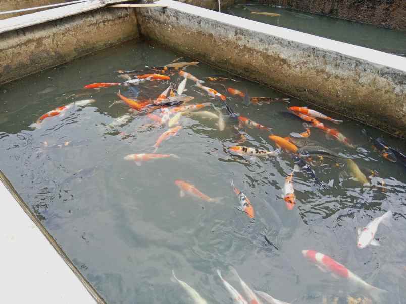 tanah bangunan kolam deras subang jawa barat