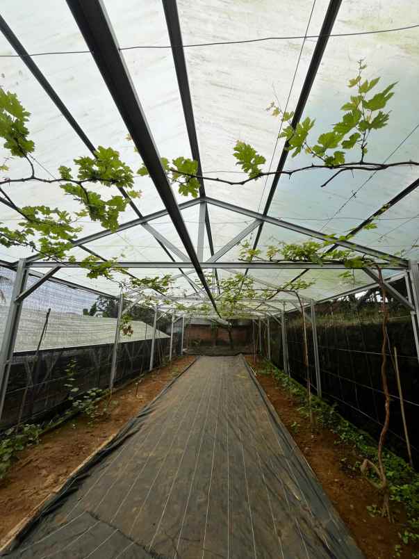 tanah bogor luas cocok untuk usaha