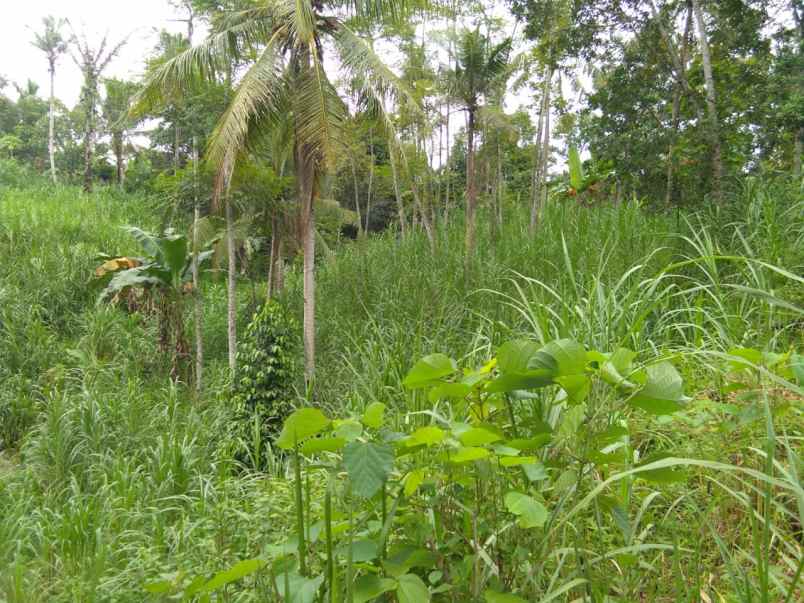 tanah di karang anyar jari agung luas 6200m shm