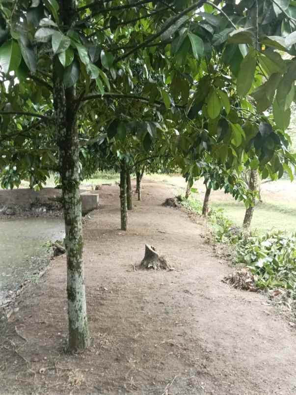 tanah kavling murah punikan lingsar lombok barat