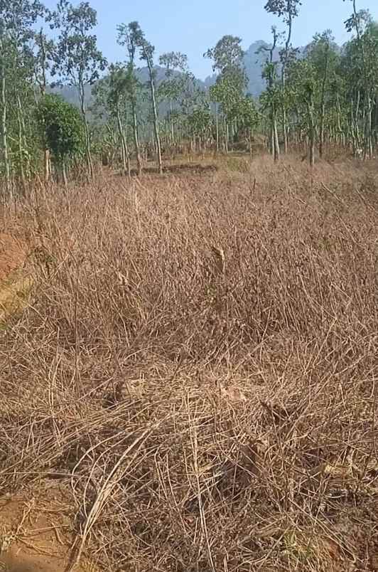 tanah kebun dekat pemukiman warga