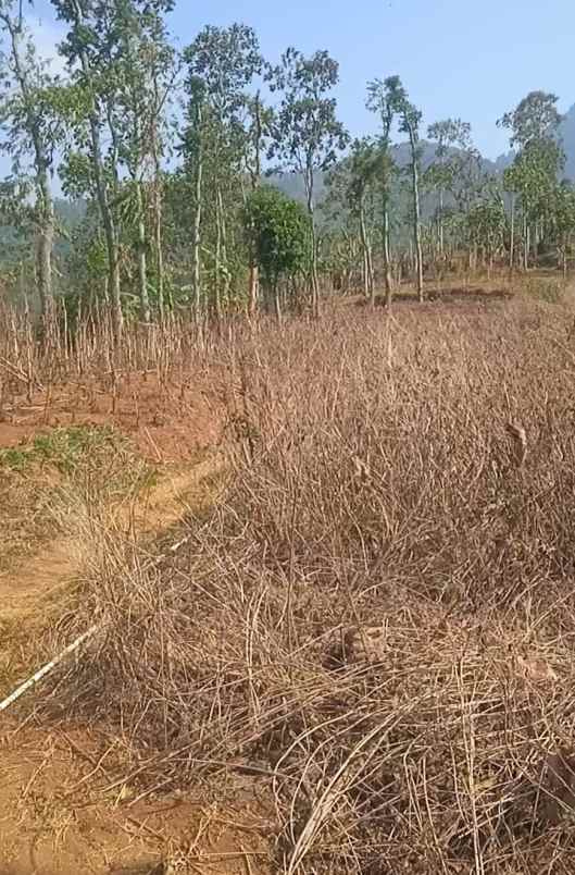 tanah kebun dekat pemukiman warga