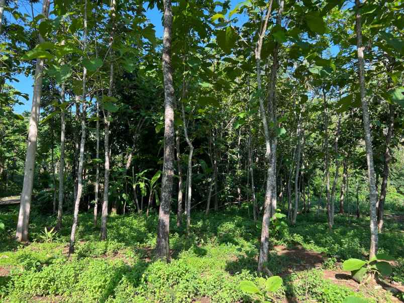 tanah kebun jati siap panen karanganyar