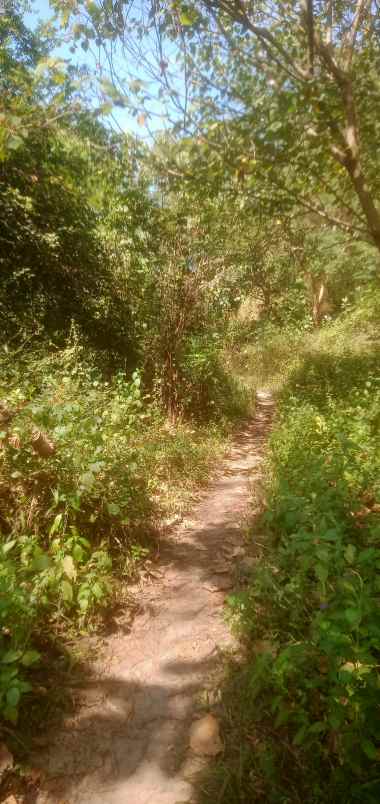 tanah kebun siap untuk d bangun