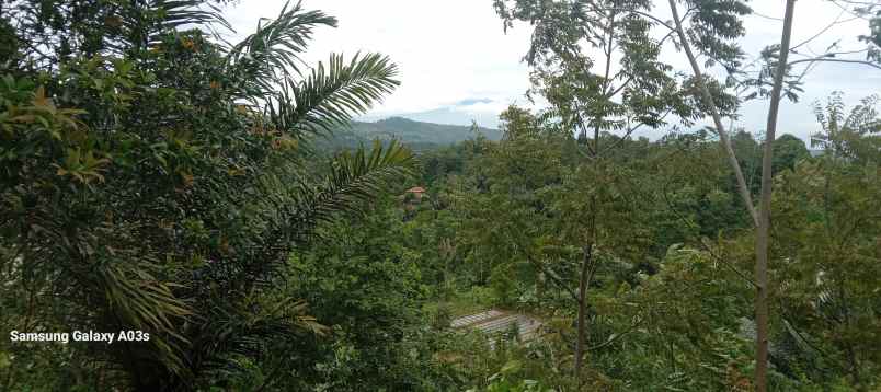 tanah kebun teh pemandangan bagus di bojong purwakarta