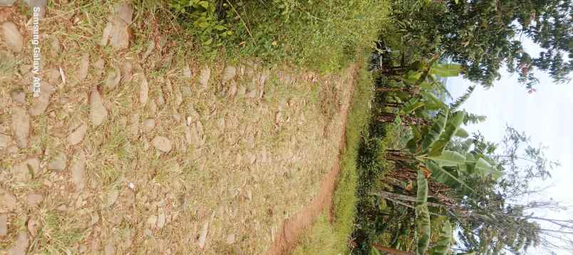 tanah kebun teh pemandangan bagus di bojong purwakarta